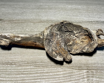 Natural Driftwood Burl, Terrarium Wood, Cottagecore, Rustic Art Home Decor, Organic Art Supply
