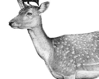May include: A monochrome illustration of a deer with a crow on its head. The deer is depicted in profile, with a detailed rendering of its fur and spots. The crow is positioned above the deer's head, facing downwards.