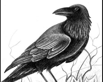 Original Crow Drawing in black pencil, Corvid sketch A4 size 21x30cm