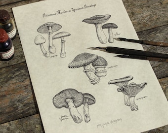 Poisonous Toadstools PRINT Cottagecore Dark Academia Apothecary art, antiquarian botanical mushroom illustration