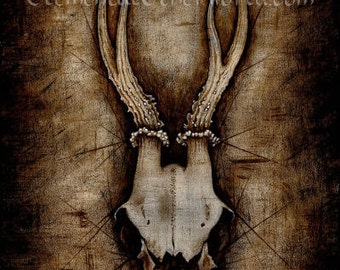 Roe Deer Skull PRINT antlers wildlife dark nature wilderness art