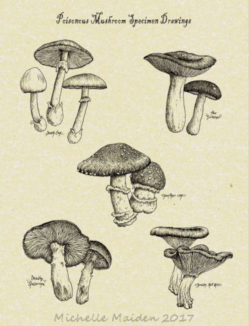 Несъедобные грибы рисунок карандашом