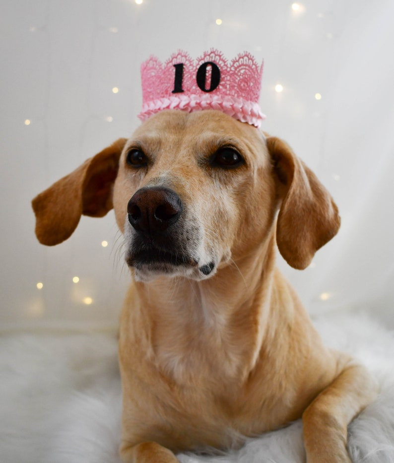 Dog Birthday Hat Personalized Dog Crown Pink Dog Party Hat Etsy