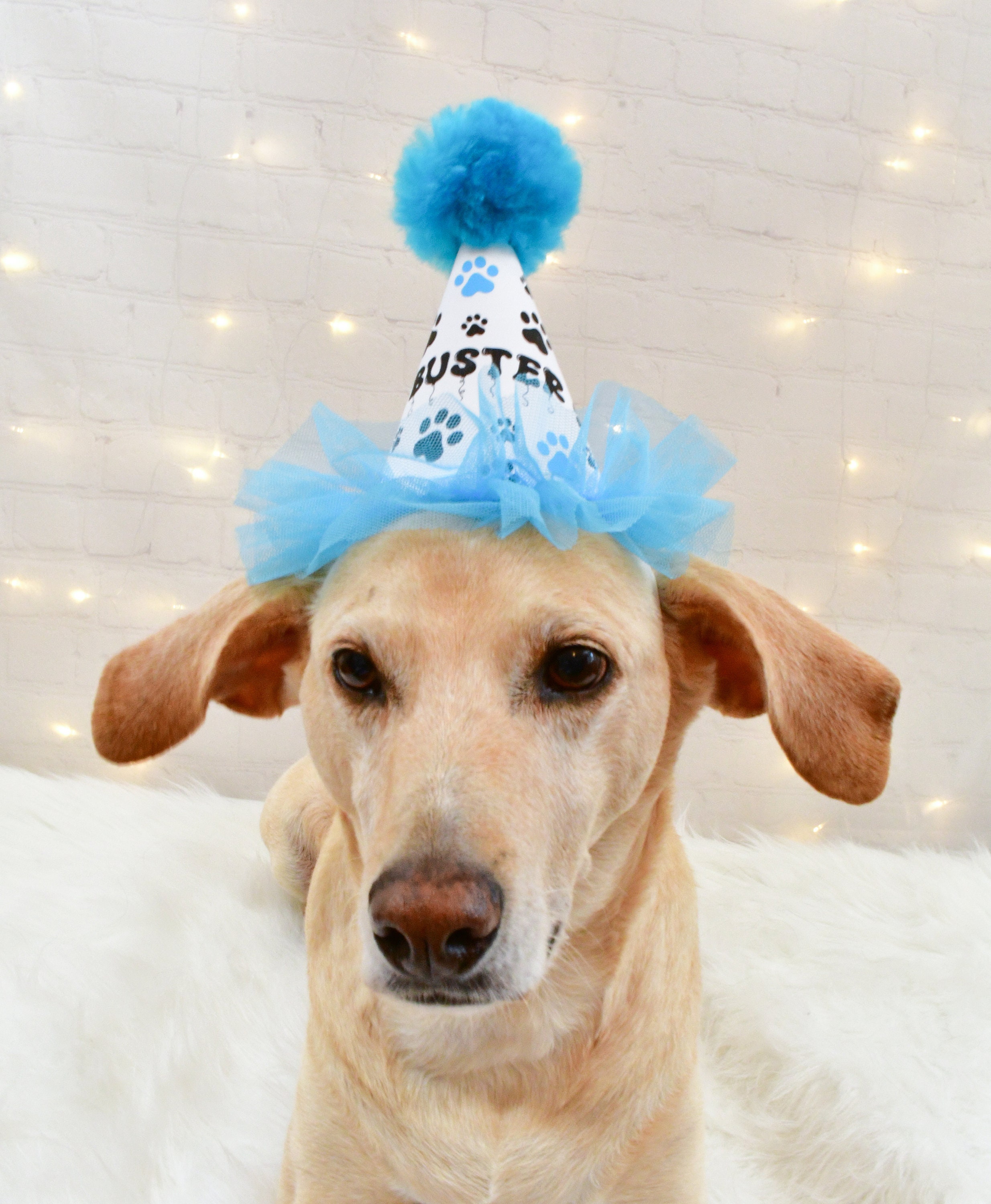 Blue Dog Birthday Party Hat Personalized Dog Party Hat Etsy