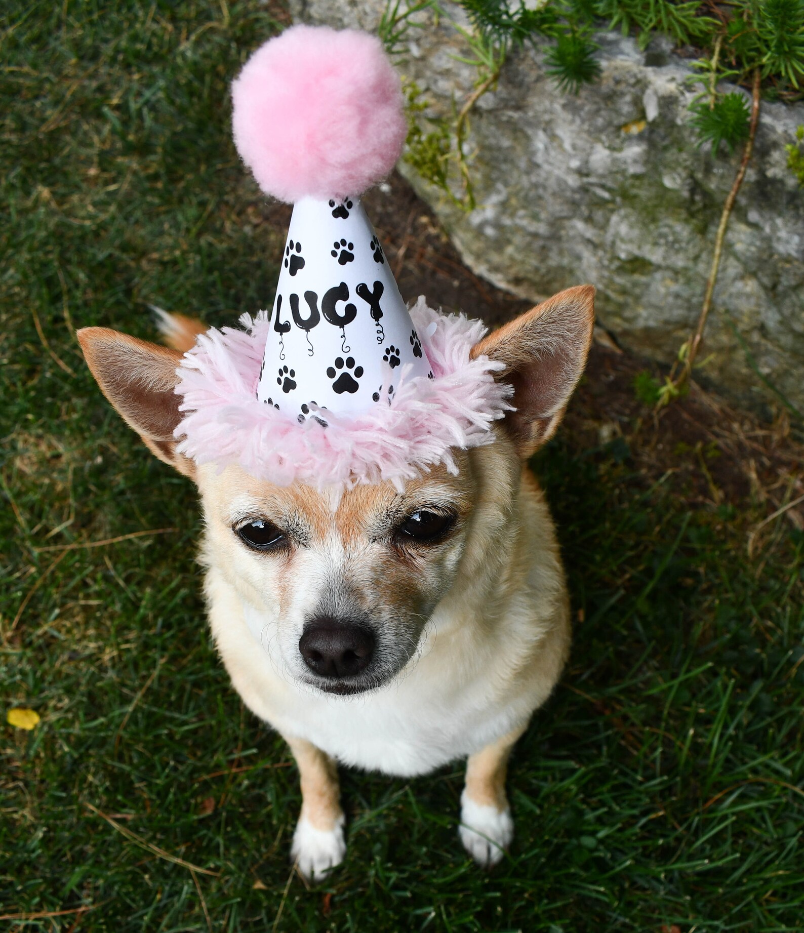 Personalized Dog Birthday Hat Party Hat for Dog Puppy Party Etsy