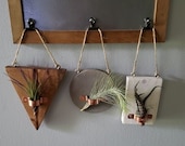 Hanging Air Plant Holders, Air Plant Organizers, Plant Holders, Air Plants, Indoor Holder, Hanging Holder, Wooden Holder