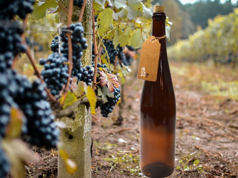 Puede incluir: Una botella de vidrio marr&oacute;n con un tap&oacute;n de corcho y una etiqueta de papel marr&oacute;n con el texto "Old Vine". La botella est&aacute; delante de un vi&ntilde;edo con vides verdes y racimos de uvas moradas.