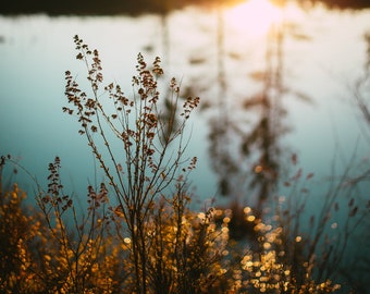 Upstate New York - Nature Photography - Sunset - Landscape Photography - Plants, Hike, Lake - Gifts - Home Decor  - Abstract - Inspirational