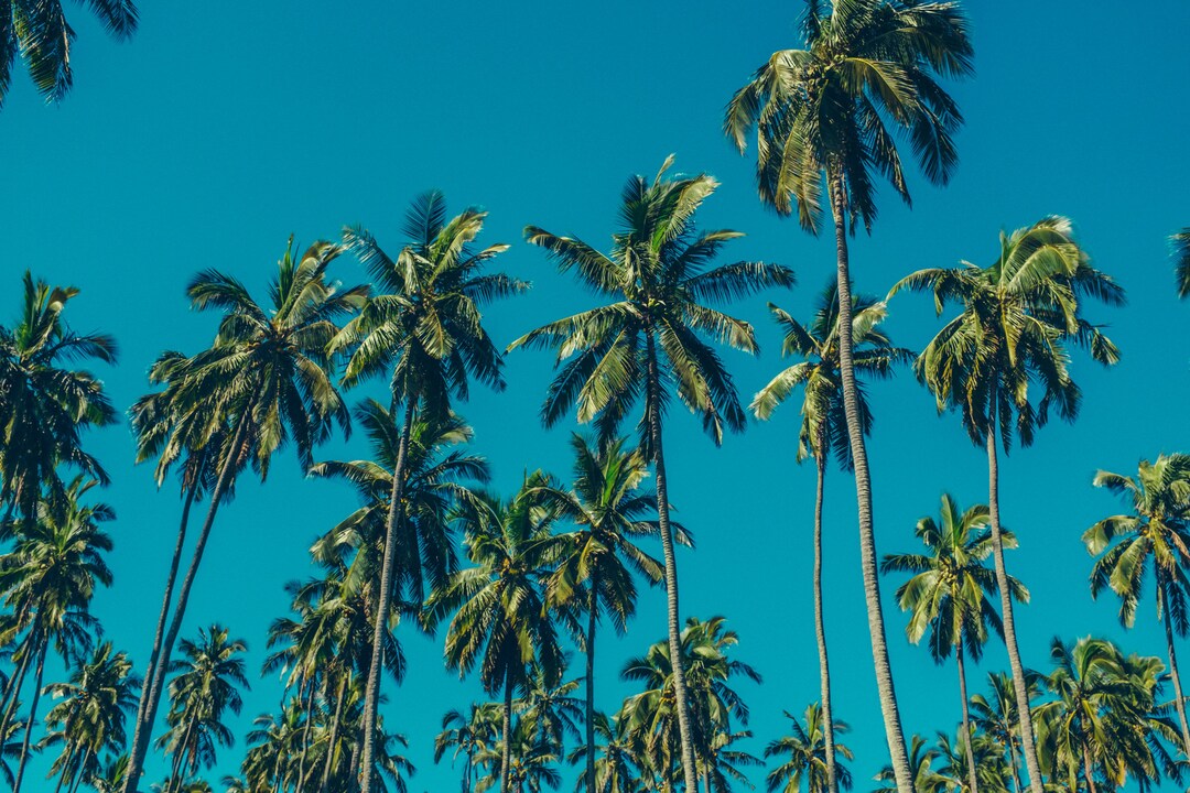 Society6 ケース Vintage Palm Tree with Hawaii Summer Sea Bea Retro Vintage Palm Tree with Hawaii Summer Sea Beach iPhone