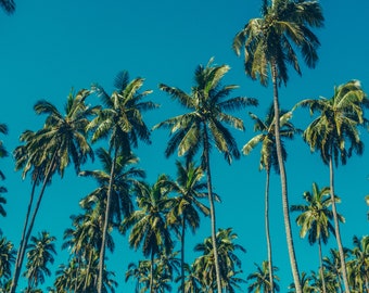 Society6 ケース Palm Tree and Blue Sky Aloha 81B9WMn5QJL._UF894,1000_QL80_.jpg