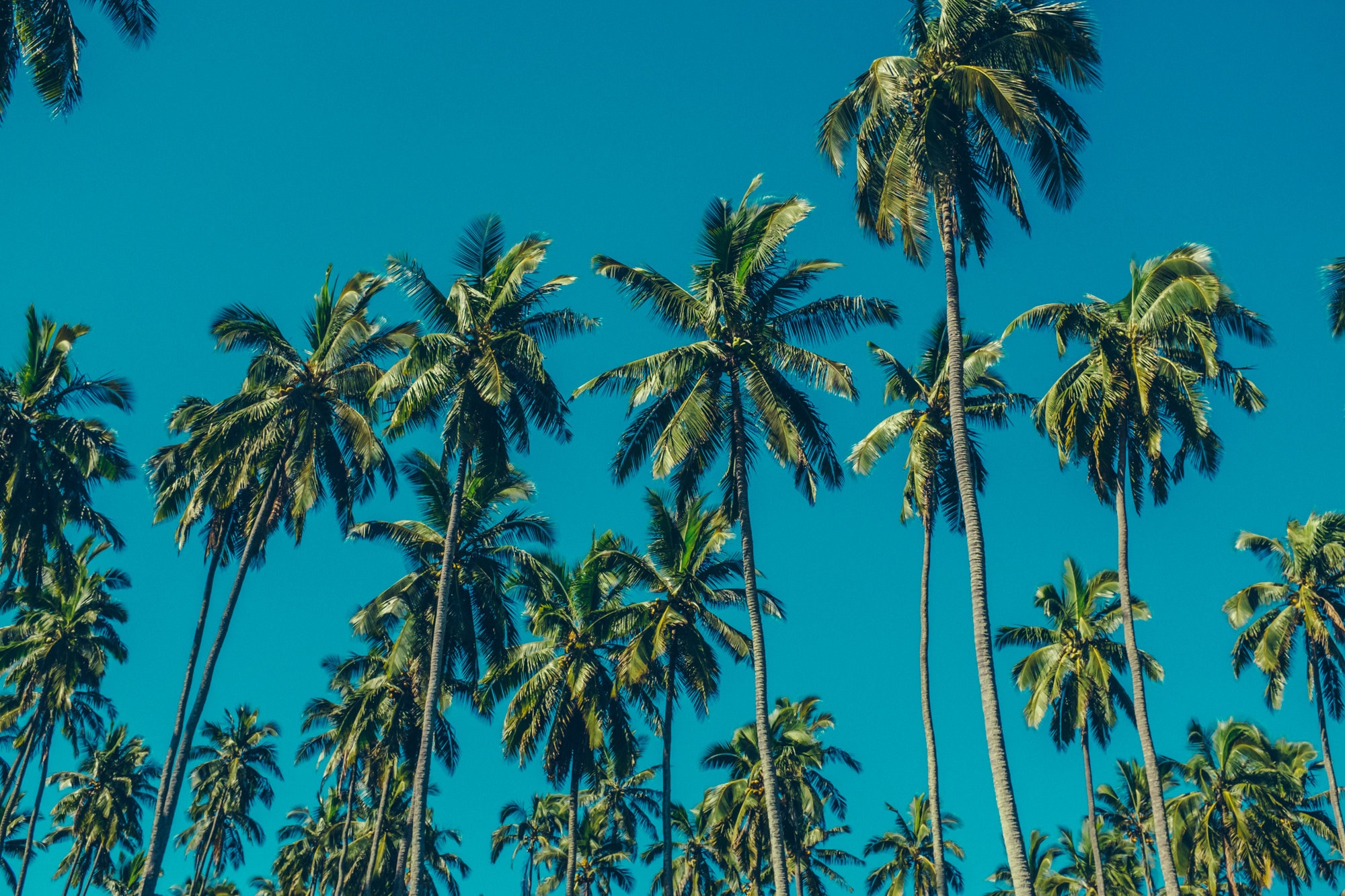 Abstract Palm Trees - Summer - Beach - Tropical - Palm Tree