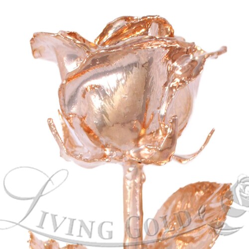 Rosegold Venus Rose Real Rose Dipped in Rose Gold by Living Etsy