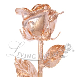 Rose-Gold Venus Rose Real Rose Dipped in Rose Gold by Living Gold 12 Open Bud image 1