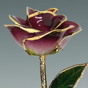 2-Tone Burgundy Rose - Original 24k Gold Dipped Rose - Real Rose Plated in Gold by Living Gold