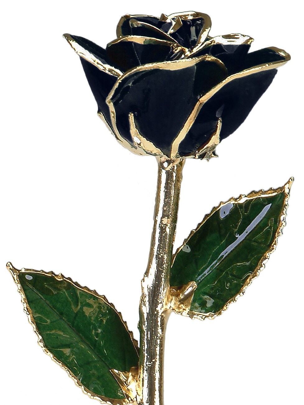 Black Gold Rose Real Rose Dipped in 24k Gold by Living Gold Etsy Black Gold Rose Real Rose Dipped in 24k Gold by Living Gold Etsy