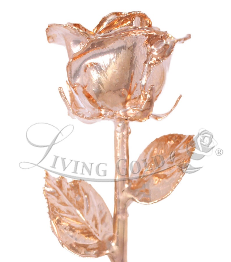 Rose-Gold Venus Rose Real Rose Dipped in Rose Gold by Living Gold 12 Open Bud image 1