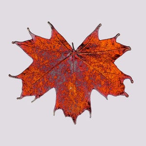 May include: A decorative maple leaf ornament featuring a vibrant gradient of deep red, burnt orange, and dark brown tones. The leaf has a glossy, textured surface with clearly defined veins and sharp, pointed edges, capturing a realistic autumn aesthetic.