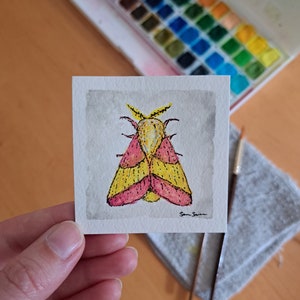 Rosy Maple Moth
