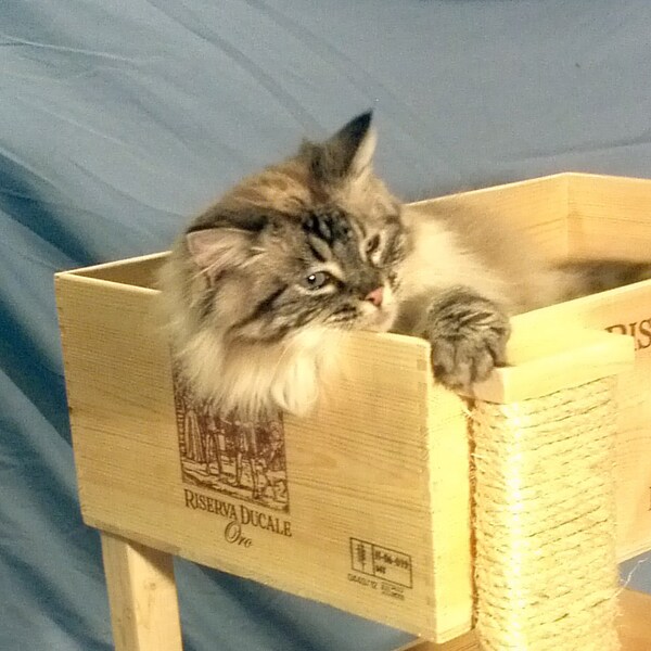 The "Bunk Bed" Wine Crate Cat Condo, with Scratcher