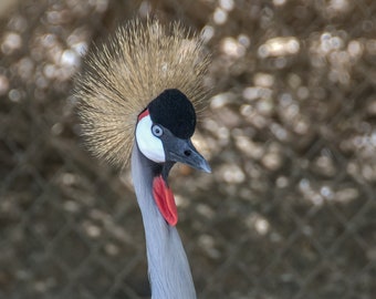 Grey Crowned Crane Bird Photo Print, Bird Lover Gift, Backyard Fine Art