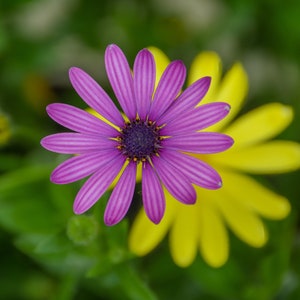 Flower Art Photo Photography Home Decor, Daisy Flower Wall Art Print, Purple and Yellow Flower