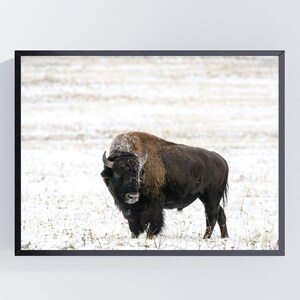 May include: A framed print featuring a bison standing in a snowy field. The bison has dark brown fur with a lighter brown patch on its head and shoulders. The background is a blurred expanse of white snow.