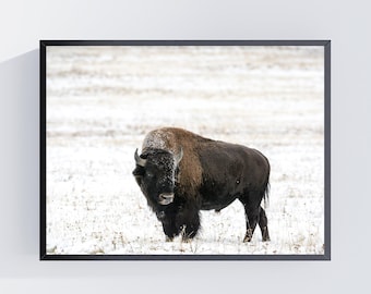 Wyoming Buffalo Print: Yellowstone Bison Photography, Western Decor