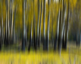 Aspen Trees Fine Art Photo, Abstract Fine Art Forest Photography, Modern Art Birch Tree Photo, Blur Art Print