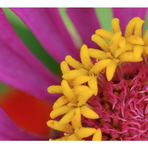 Botanical Flower Photography, Colorful Floral Art Print, Pink and yellow Flower