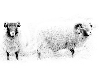 Sheep Photography Print Black White Wall Decor, Ewe Fine Art, Farm Animal Duo Picture, Nursey Print Gift, Animal Photography