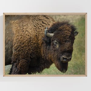 May include: A framed print featuring a close-up of a bison. The bison has a thick, shaggy brown coat and small, curved horns. The background shows green grass. The print is in a light-colored wooden frame.