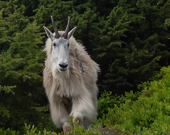 Mountain Goat Wildlife Photograph, Billy Goat Print, Mount Rainier Lodge Animal Decor