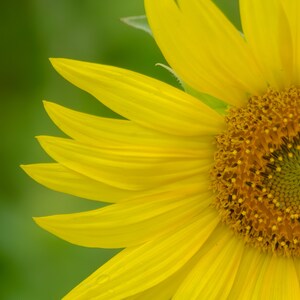Sunflower Photograph, Farmhouse Decor, Rustic Yellow Wall Art Photography, Sunflower Print