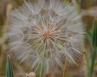 Dandelion Flower Botanical Photography Print, Fine Art Photograph, Nature Photo, Floral Artwork