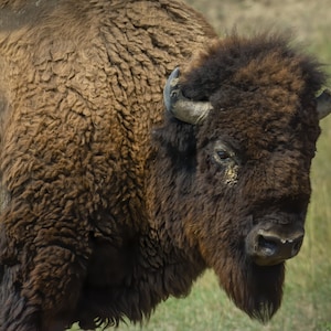 Buffalo Photograph, Wyoming Plains Bison Print, American Yellowstone National Park Print, Western Wildlife Home Decor