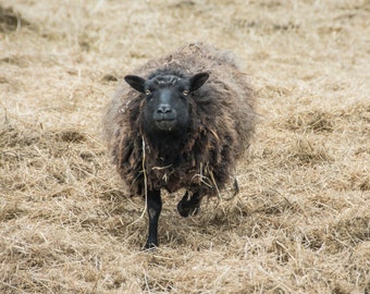 Sheep Portrait Photo, Cute Barn Animals Print, Farmhouse Rustic Decor