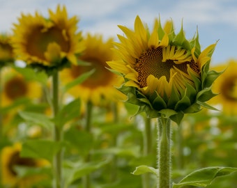 Sunflower Summer Photography, Fine Art Print Home Decor, Yellow Floral Art, Housewarming Picture Gift