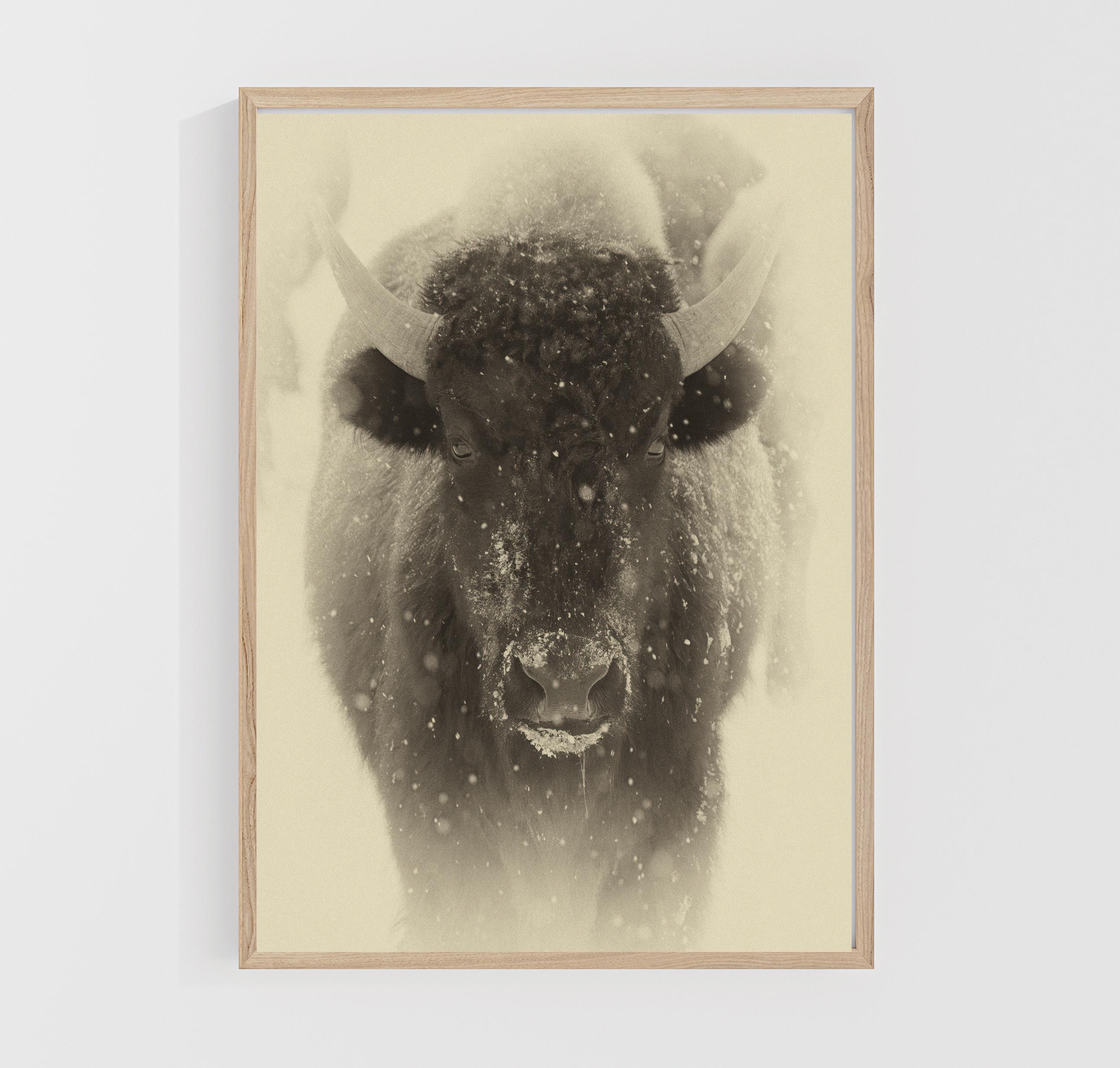 American Buffalo Fine Art Print: Sepia Bison in the Snow Photography
