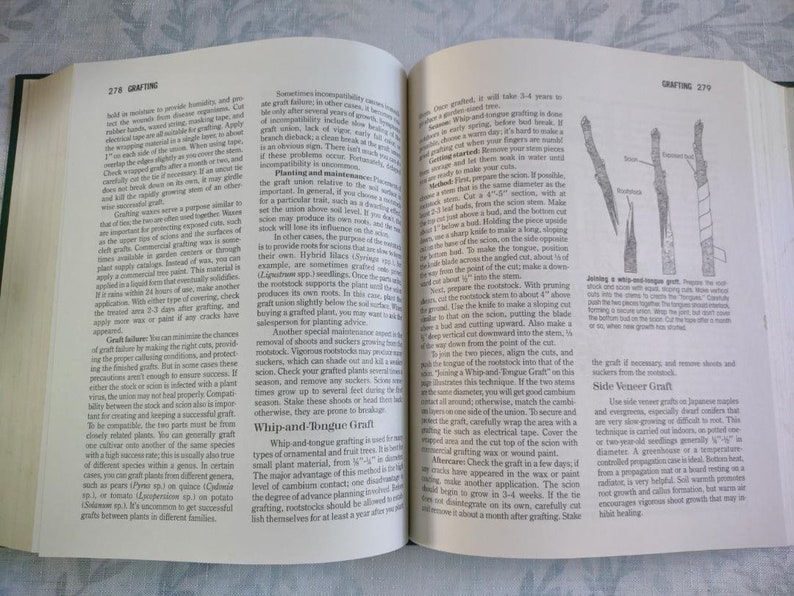 May include: A close-up of a book page with a detailed illustration of a whip-and-tongue graft, a type of grafting used to join two plants together. The illustration shows the steps involved in the process, including cutting the scion and rootstock, aligning the cambium layers, and securing the graft with tape.