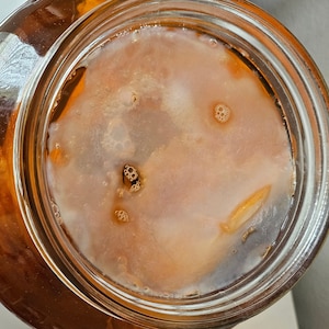 Kombucha scoby and starter tea