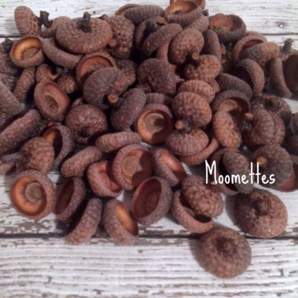 100 Bulk Acorn Caps Acorns Tops Hats Rustic New England Natural Earth Friendly Upcycle Fall Organic Gardens Felting Weddings Wreaths Crafts