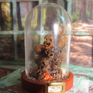 May include: A glass cloche with a brown wooden base and a brass tag that reads "Seedling Magic" sits on a green surface. Inside the cloche is a collection of dried seed pods.