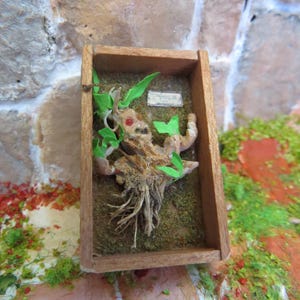 May include: A wooden box with a glass front contains a dried, brown, root-like object with green leaves. The object has a human-like face with red eyes. The box is labeled "Man Root".