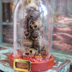 May include: A glass dome with a red base and a gold buckle sits on a blue and green table. Inside the dome are stacked dried seed pods that resemble skulls.