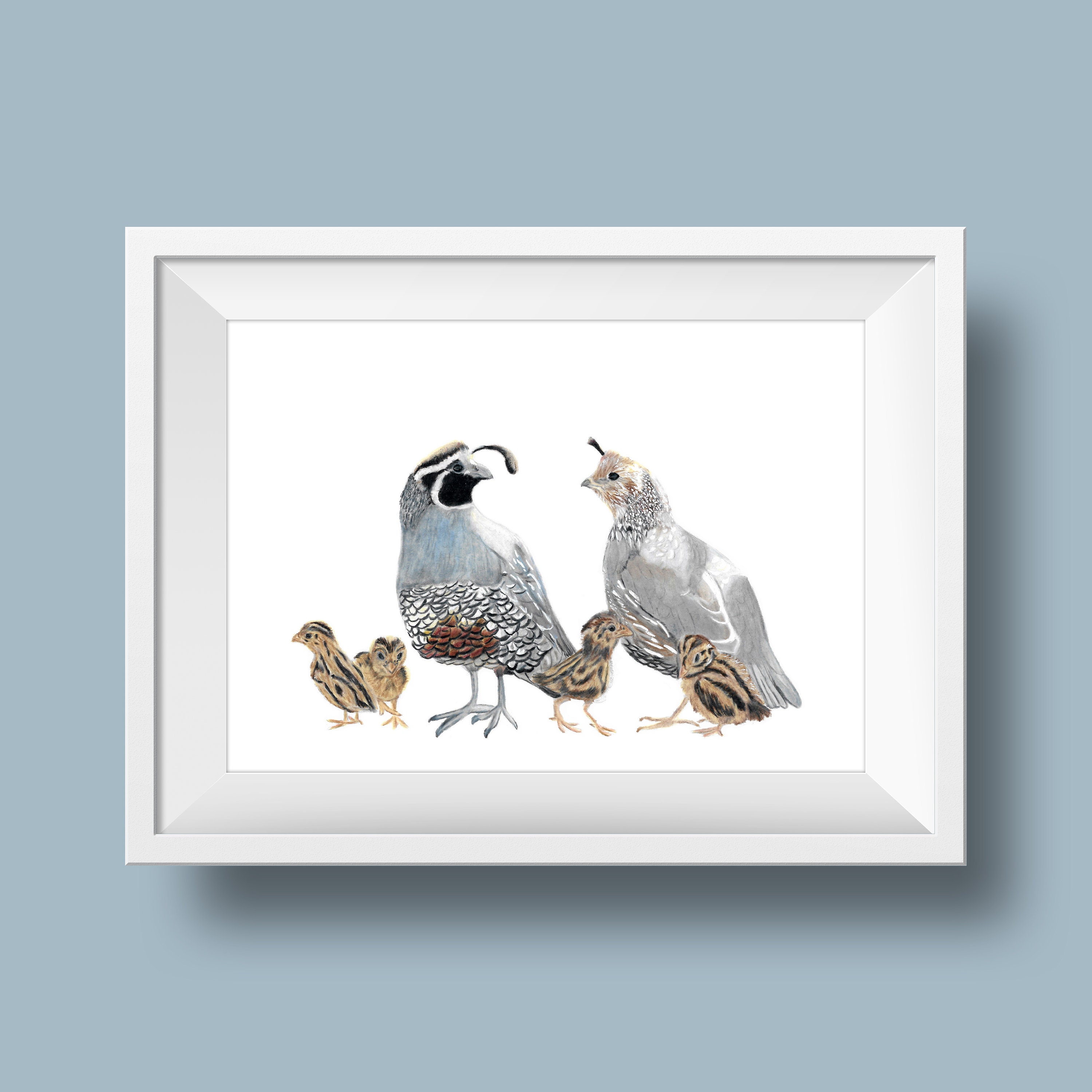 quail family drawing