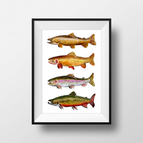 Fly Fishing Art, Trout Print, Digital Download, Watercolor, Fathers Day  Gift, Brown Trout, Rainbow Trout, Cutthroat Trout, Brook, 8x10