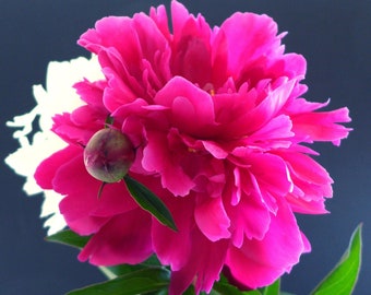 Peony and flower bud - in hot pink. Guaranteed to lift your spirit and add visual delight to your life.