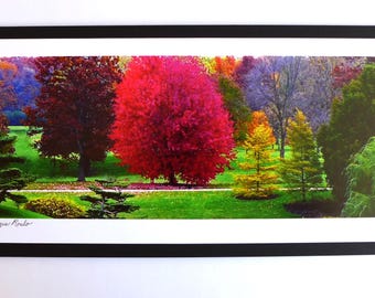 Fine Art Photograph Highlights Mother Nature's Trees Changing Color "The Glory of Autumn"