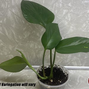 Golden Pothos, 2-inch Pot, Small Rooted Starter Plant, Easy-to-grow Devil’s Ivy, Epipremnum aureum