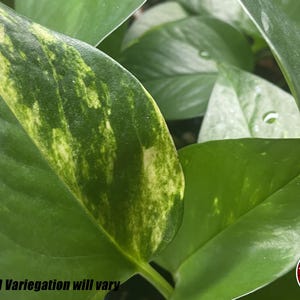May include: A cluster of heart-shaped leaves from a pothos plant, featuring deep green foliage with creamy yellow variegation and small water droplets on the surface. The text "Size and Variegation will vary" is printed in black at the bottom left.